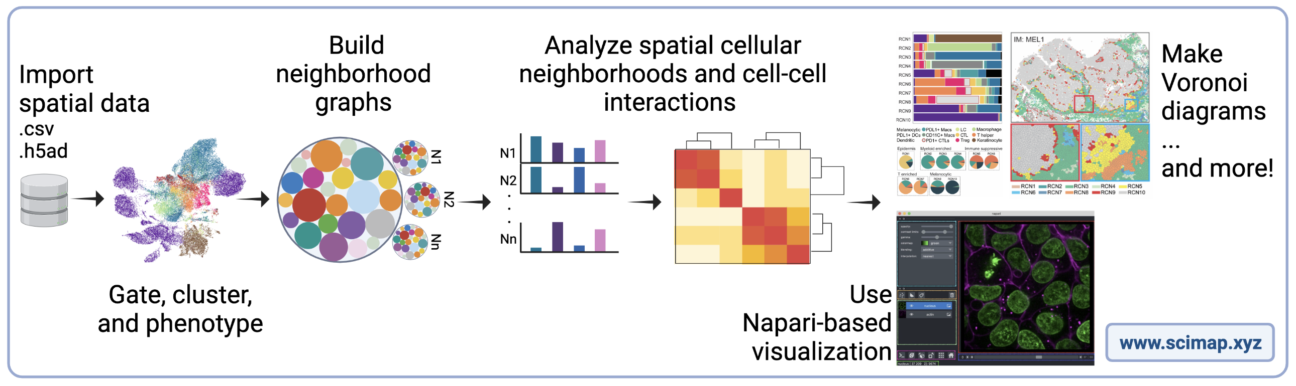 Overview of SCIMAP. Spatial cell data is imported into SCIMAP and used to gate, cluster, and phenotype the data, build neighborhood graphs, then analyze spatial cellular neighborhoods and cell-cell interactions. The data can be visualized with Napari, used to make Voronoi diagrams, and more!